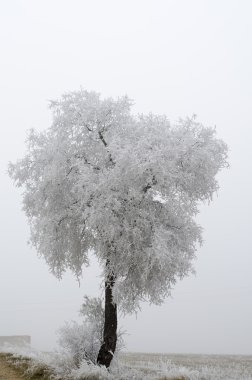 ağacı süsleyin