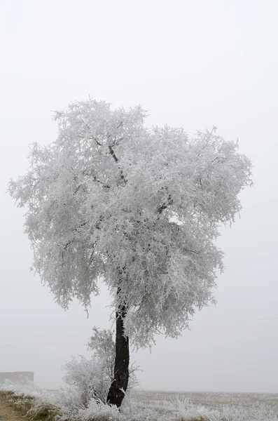 Escarcha en el árbol — Foto de Stock