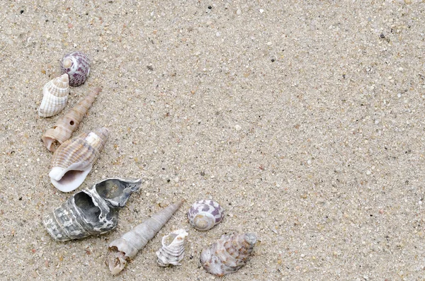 Seashells — Stock Photo, Image