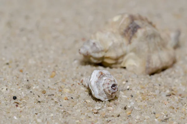 Shells on beach — Stock Photo, Image