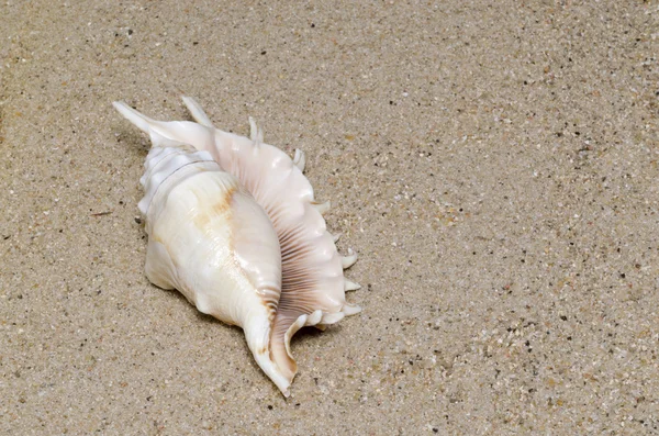 Conchiglia di mare su una sabbia — Foto Stock