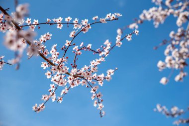 Mavi gökyüzünün altındaki ağaçta pembe çiçeklerin güzel dallarının seçici odağı