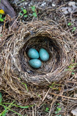 Karatavuk (Turdus merula), sardunya bitkileriyle dolu bir çiçek kutusunda dört yumurtalı karatavuk yuvası.