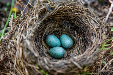 Karatavuk (Turdus merula), sardunya bitkileriyle dolu bir çiçek kutusunda dört yumurtalı karatavuk yuvası.