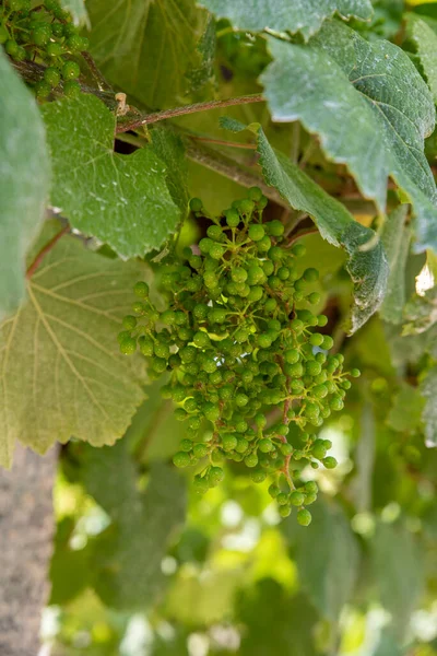 Racimos Uvas Albarinas Típicas Galicia España Tras Tratamiento Fitosanitario —  Fotos de Stock