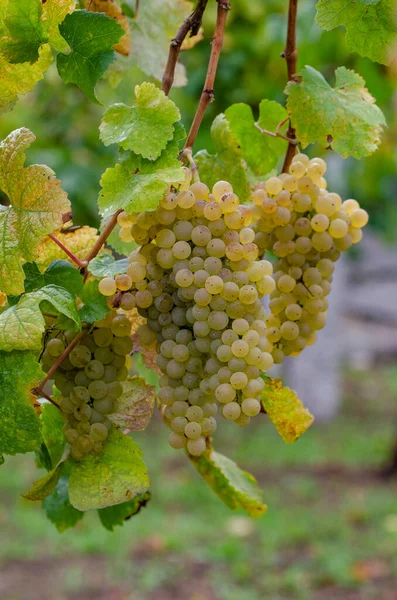 Кластери Зеленого Винограду Готові Збирання — стокове фото