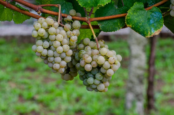 Кластери Зеленого Винограду Готові Збирання — стокове фото