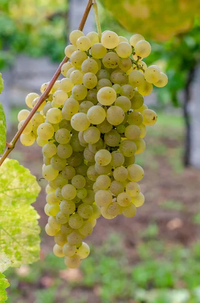 Racimos Uvas Verdes Listos Para Cosecha —  Fotos de Stock