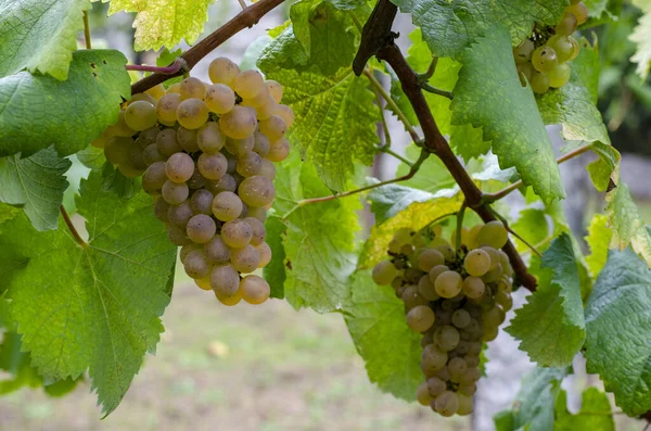 Gromady Zielonych Winogron Gotowe Zbioru — Zdjęcie stockowe