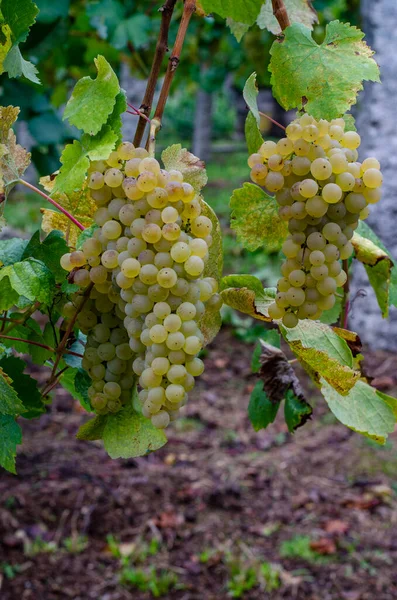 Racimos Uvas Verdes Listos Para Cosecha —  Fotos de Stock