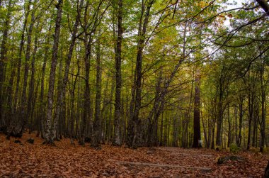 Kestane ormanında sonbahar yapraklı kayın ağaçları.