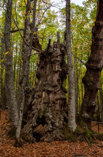 Οξιές Φθινοπωρινό Φύλλωμα Δάσος Καστανιάς — Φωτογραφία Αρχείου