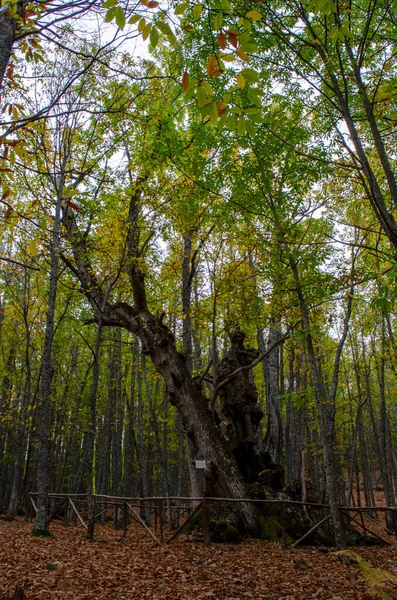 Kestane Ormanında Sonbahar Yapraklı Kayın Ağaçları — Stok fotoğraf