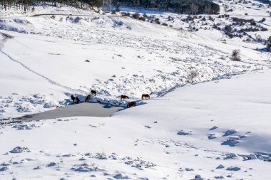 Karla kaplı bir arazide atlar, kış konsepti.