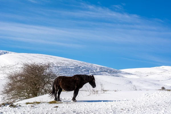 Кінь Снігу Фоні Блакитного Неба — стокове фото