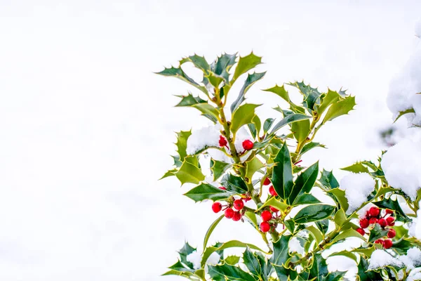 a branch of a Holly tree with  red berries covered with snow