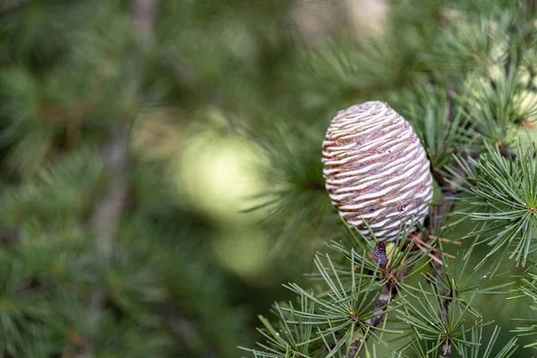 Fir tree branch with a pine cone with all out of focus. Christmas wallpaper concept. Copy space