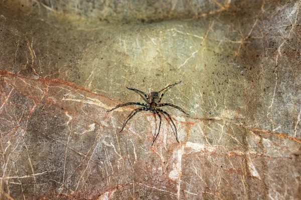 Huntsman spider inside the famous Nam Talu cave