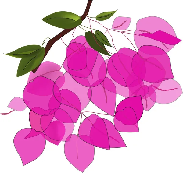 Bougainvillea ág — Stock Vector