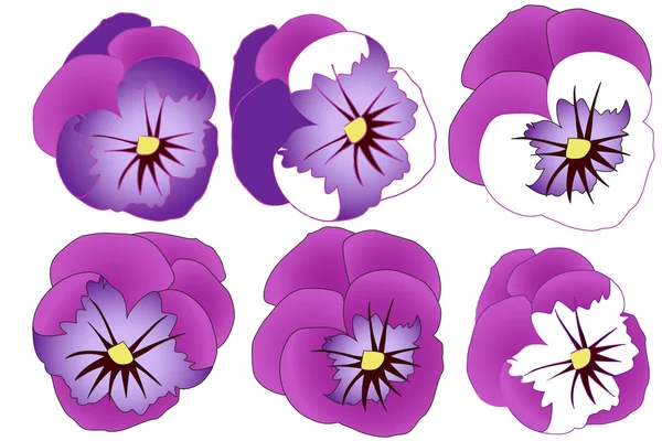 Pansies — Stock Vector