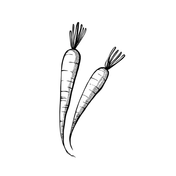 Carrot Illustration Sketch Hand Draw Technique Line Art Illustration — Stock Vector