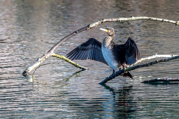 Cormorán Seca Sus Alas Sol — Foto de Stock