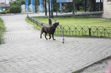 Köpek büyük bir sopa taşıyor.