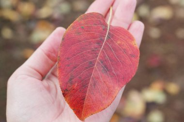 Ağaçtan palmiyeye kırmızı yaprak