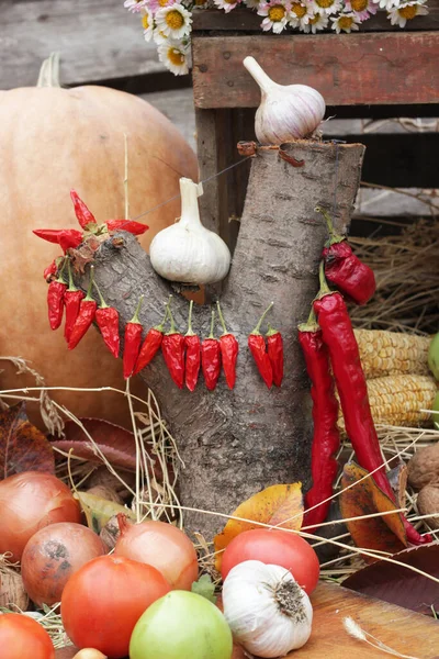 Een Slinger Van Rode Chili Pepers Hangend Aan Een Boom — Stockfoto