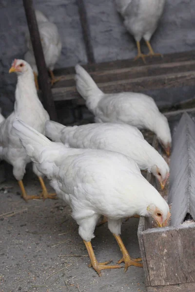 Csirkék Gabonát Esznek Fehér Tyúkok — Stock Fotó