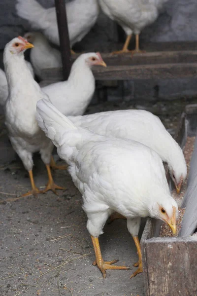 Los Pollos Comen Granos Las Gallinas Blancas — Foto de Stock