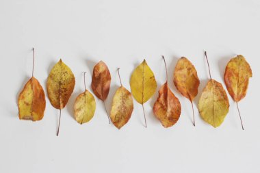 Sonbahar, masada sarı yapraklar
