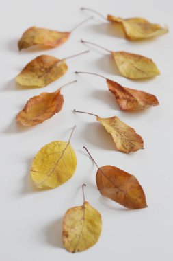 Sonbahar, masada sarı yapraklar