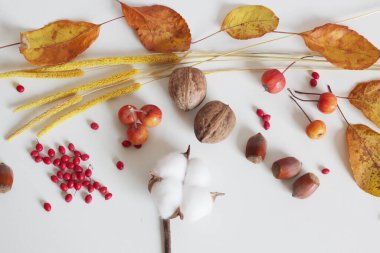 Sonbahar sarı yaprakları, fındıklar, kırmızı böğürtlenler ve sarı kurumuş çiçekler