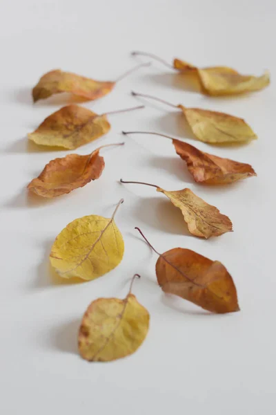 Herbst Gelbe Blätter Auf Dem Tisch — Stockfoto