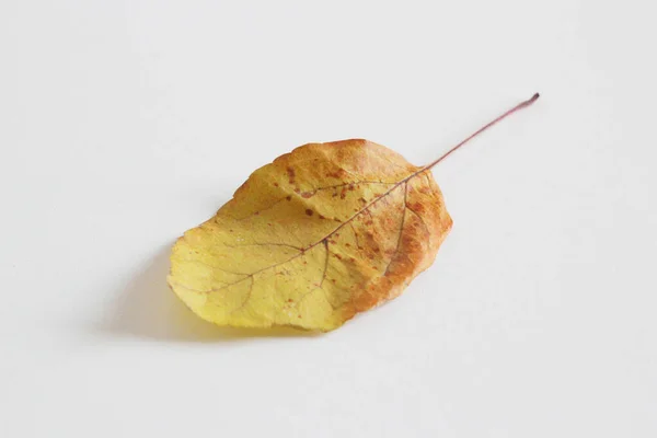 Automne Feuilles Jaunes Sur Table — Photo