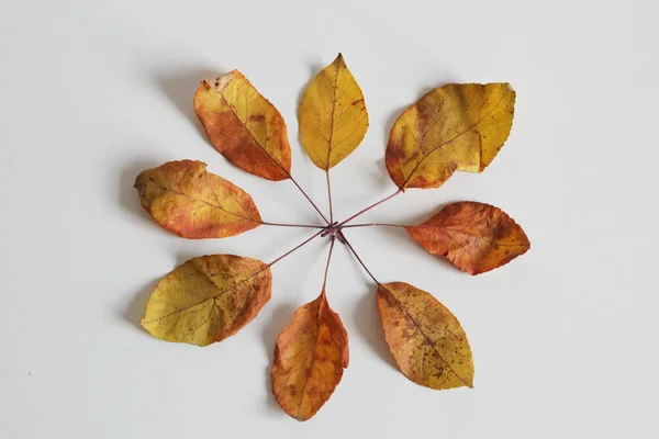 Herbst Gelbe Blätter Auf Dem Tisch — Stockfoto