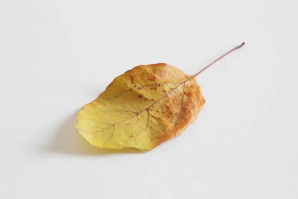 Jesień Żółte Liście Stole — Zdjęcie stockowe