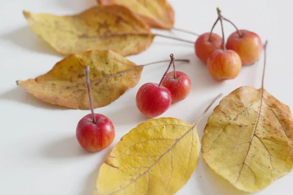 Małe Czerwone Jabłka Żółte Liście Jesienne Zbiory — Zdjęcie stockowe