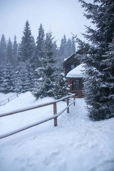 Muita Neve Nas Árvores Árvores Natal Neve Estância Esqui Inverno — Fotografia de Stock