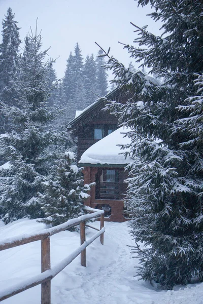 Muita Neve Nas Árvores Árvores Natal Neve Estância Esqui Inverno — Fotografia de Stock