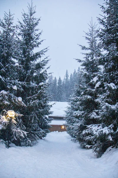 Muita Neve Nas Árvores Árvores Natal Neve Uma Lâmpada Rua — Fotografia de Stock