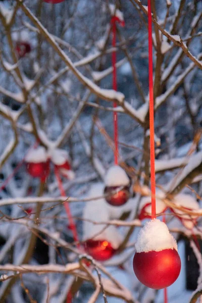 Czerwone Balony Czerwonych Wstążkach Czapkami Śnieżnymi Wiszącymi Gałęziach Drzew Zimowy — Zdjęcie stockowe