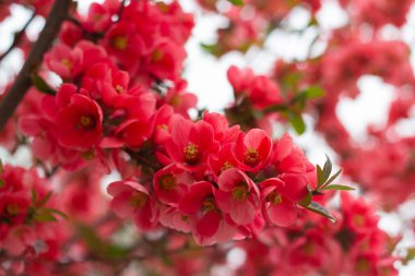 Çalılıklarda kırmızı çiçekler, bahar çiçekleri.