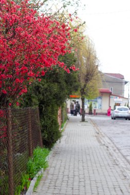 Çalılıklarda kırmızı çiçekler, bahar çiçekleri.