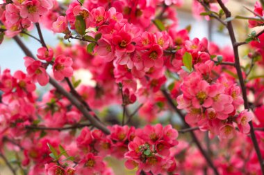 Çalılıklarda kırmızı çiçekler, bahar çiçekleri.