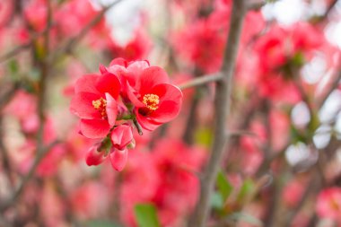 Çalılıklarda kırmızı çiçekler, bahar çiçekleri.