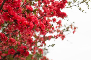 Çalılıklarda kırmızı çiçekler, bahar çiçekleri.