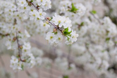 Çiçek açan ağaç, ağaçtaki beyaz çiçekler.