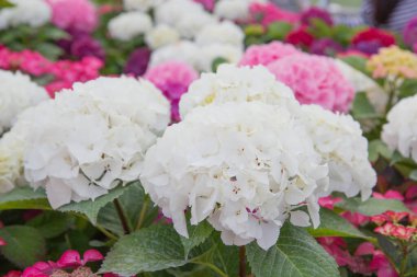 Bahçede pembe ve beyaz ortanca